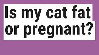 Is my cat fat or pregnant