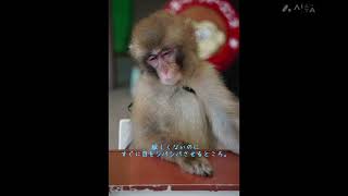 サル君 mqdefault.jpg