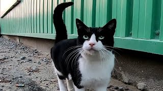 工場裏の野良猫ハチワレと白猫をモフモフしてきた。