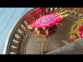 darkstar dragon fruit tastes very sweet 