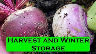 Beetroot and Turnip Harvesting and Storing for Winter