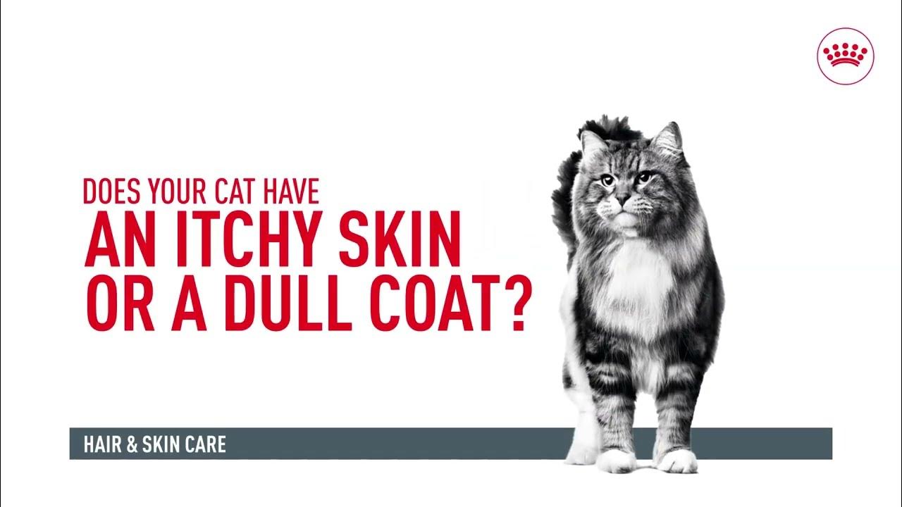 does-your-cat-have-itchy-skin-or-a-dull-coat-royal-canin-india-youtube