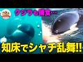 【圧巻】知床に30頭以上のシャチが大集結し乱舞！クジラも捕食！至近距離で捉えた海の王者たち なぜ知床に集まる？【どうぶつ奇想天外／WAKUWAKU】