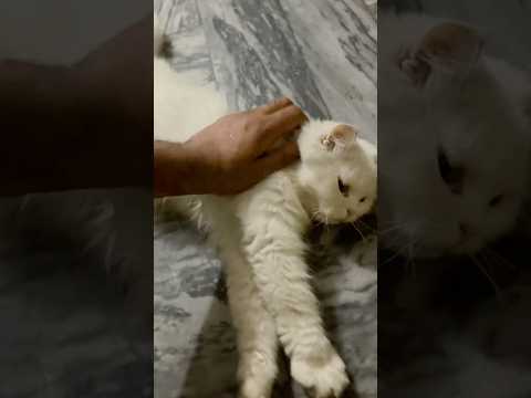 Allah❤️ #catvideos