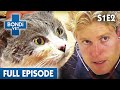 🐱 Cat Left In Bondi Beach | FULL EPISODE | S01E02 | Bondi Vet