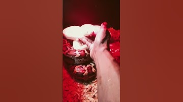 BURMESE Pythons Nibbles and Blizz #healthy #snake #burmesepython #reptiles