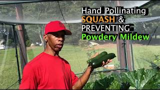 Hand Pollinating squash & preventing powdery mildew