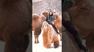 Camel Walking On Ice With Girl Snow Falling Brave Girljanuary 2025