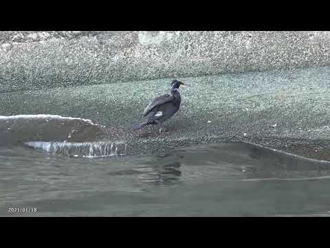 【4K】柳橋付近・神田川と隅田川の合流地点（2021年1月18日）