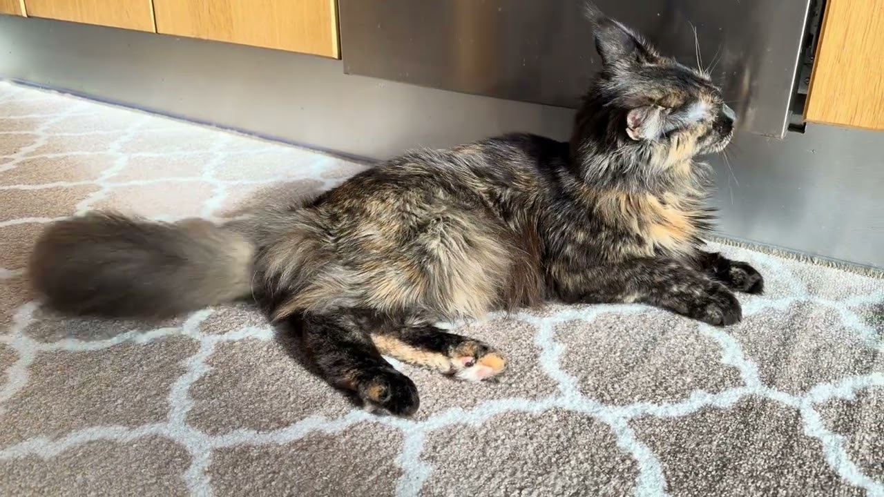 Nala är dammsug i köket 😅 [ Maine coon ]