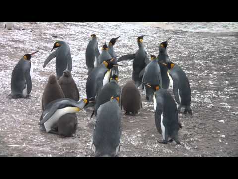 Saunders Island Falkland