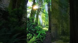 Musik Ketenangan jiwa - Suara Alam Hutan Hijau dan Burung #menenangkan
