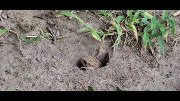 Frog In Backyard!
