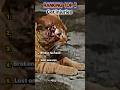 Ranking top 5 cat injuries #ranking #cat #shortsfeed