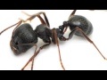 HOW TO KILL ANTS IN YOUR HOUSE IN NASHVILLE TENNESSEE - HERE'S THE BEST ANSWER!