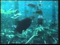 BBC Amazon The Flooded Forest 02