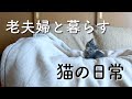 老夫婦と暮らす、猫（はなちゃん）の日常
