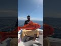 【神回】巨大石斑魚が釣れすぎて腕がもげそうな件。こんな贅沢な海釣りあっていいの？