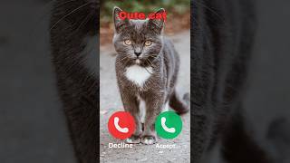 Hello #ringtone #nadaderingtelepon #smartphone #ringtones #music #bgm #cat #iphonerington