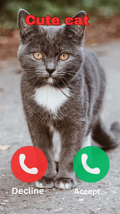 Hello #ringtone #nadaderingtelepon #smartphone #ringtones #music #bgm #cat #iphonerington