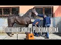 Podkuwanie konia / Podkúvanie koňa /4K 50p