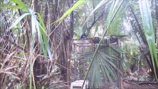 2015 Howler Monkey Releases