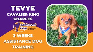 Tevye the Cavalier King Charles Spaniel   3 Weeks Assistance Dog Residential Training