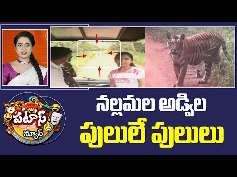 నల్లమల అడ్విల పులులే పులులు | Amrabad Tiger Reserve | Patas News | 10TV News - 10TVNEWSTELUGU
