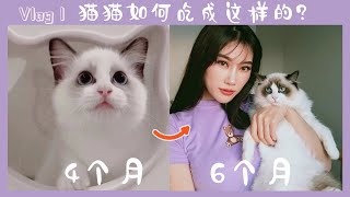 4 6个月小布偶猫吃成大胖猫 布偶猫到家第一天是如何度过的 猫猫成长日记vlog Youtube