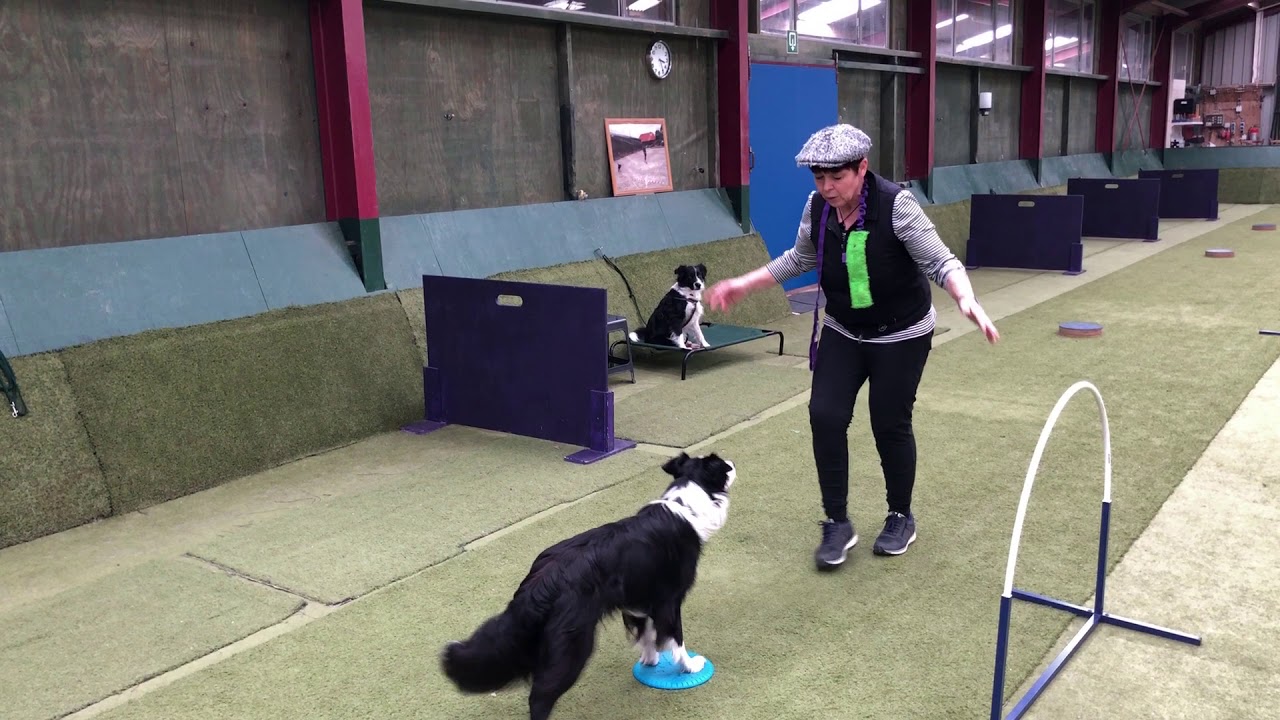 21 Je hond vooruitsturen, hoe leer je hem dat?