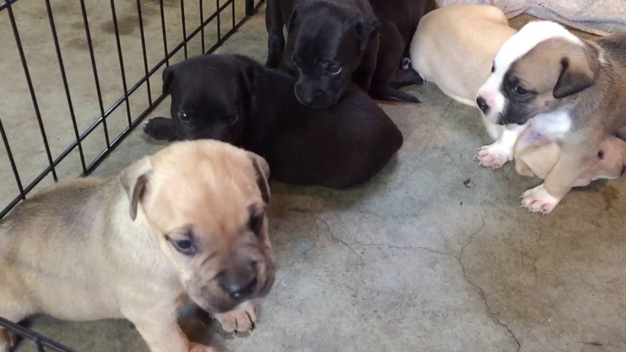 3 Week Old Pitbull Pups Youtube