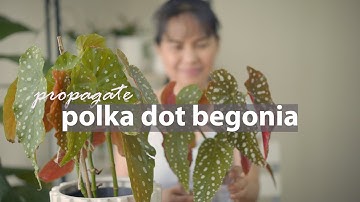 How to propagate Polka dot Begonia from stem cuttings | Begonia Maculata