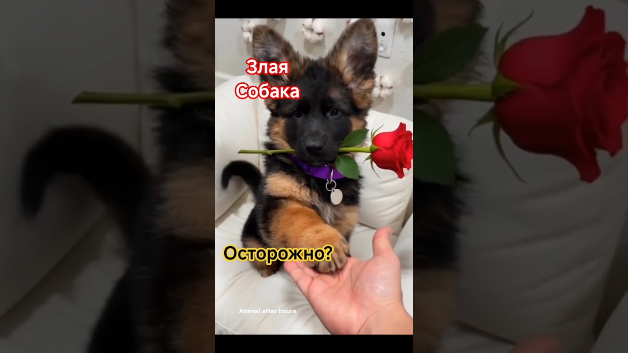 Dog ??? #fypシ ,#dog,#super ,#shortsvideo - YouTube