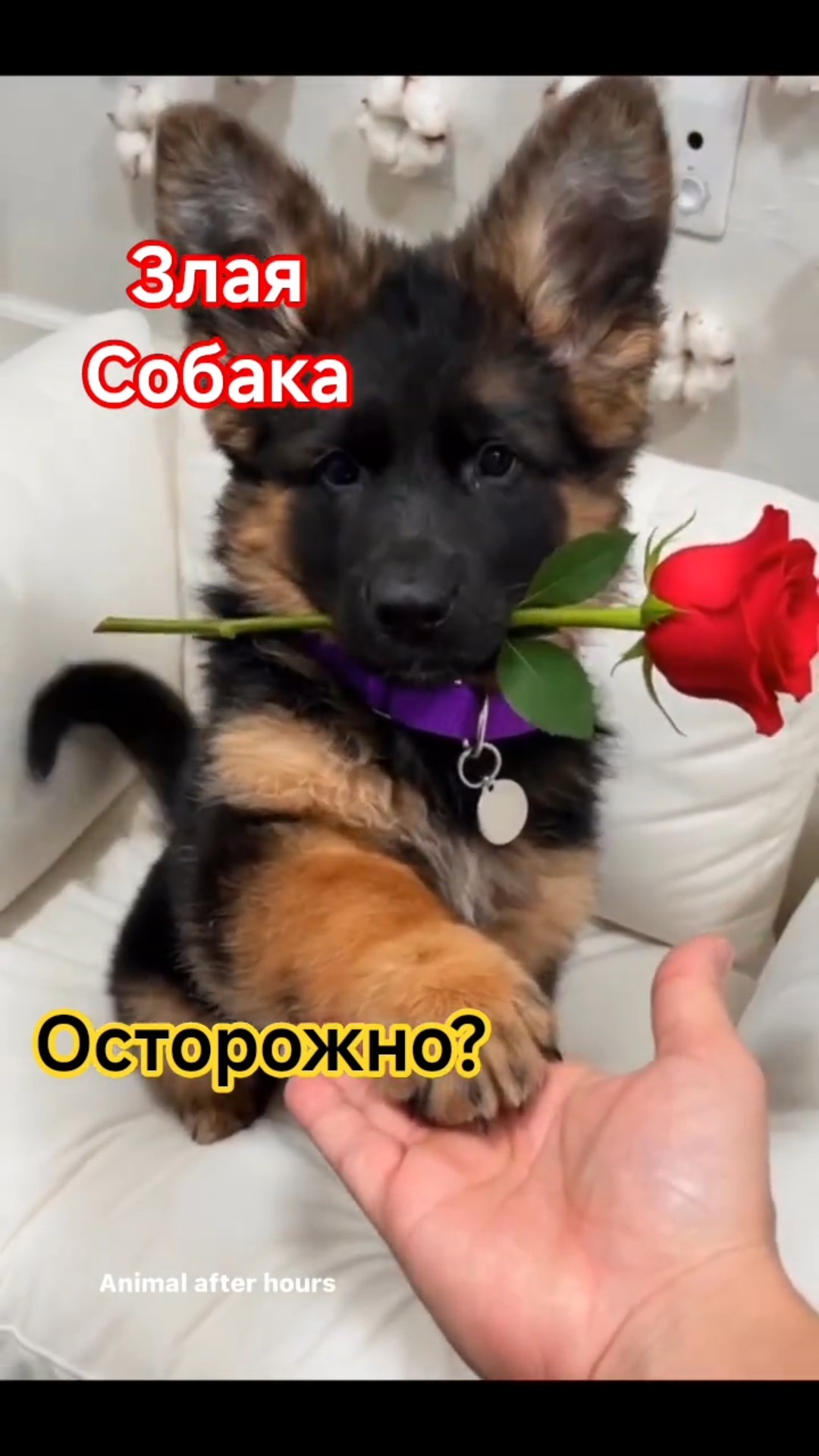 Dog ??? #fypシ ,#dog,#super ,#shortsvideo - YouTube
