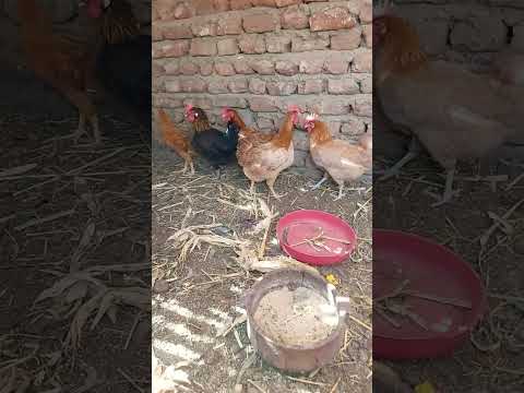 عمر الفراخ البلدي المشعر وباضت علي كام شهر