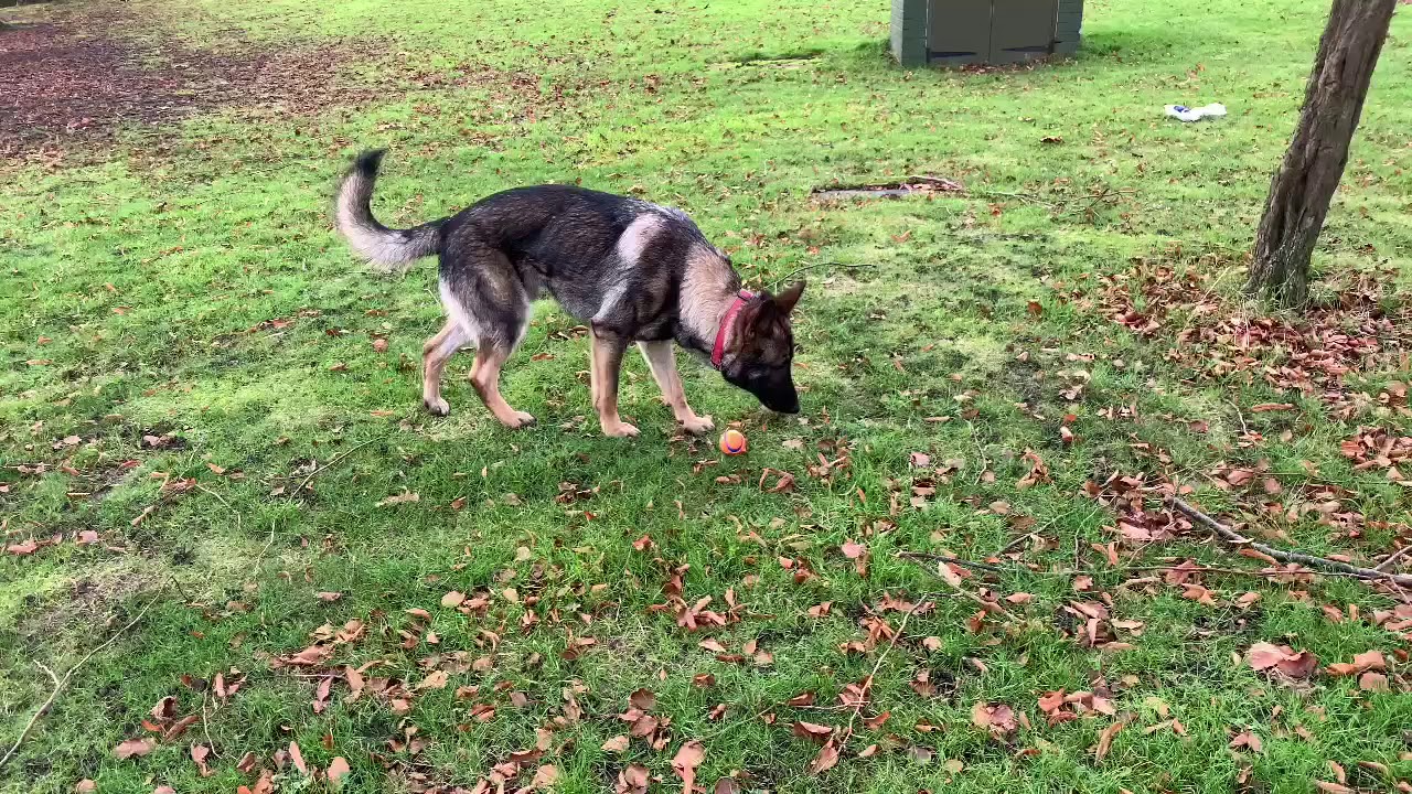German shepherd improving with fetch YouTube