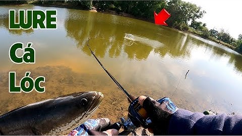 Câu Lure Cá Lóc ✅Khai Cần Lure  Cá Lóc Đầu Năm Cần Thủ Nào Cũng Có Cá | Tâm Râu Vlog #209