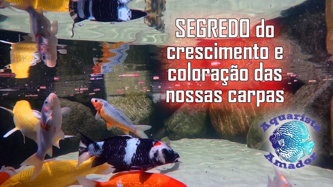 Ração para Carpas Tropical Pond 4×1 meu segredo para COLORAÇÃO e SAÚDE das CARPAS KOI