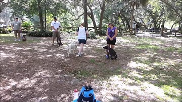 Leash Reactivity Workshop- Take the Lead K9 Training