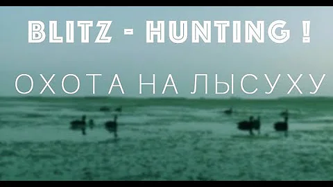 Охота на лысуху | Blitz-HUNTING
