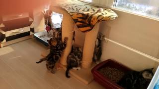 Британские котята мраморного окраса_06.02.2017 Британские котята мраморного окраса_06.02.2017