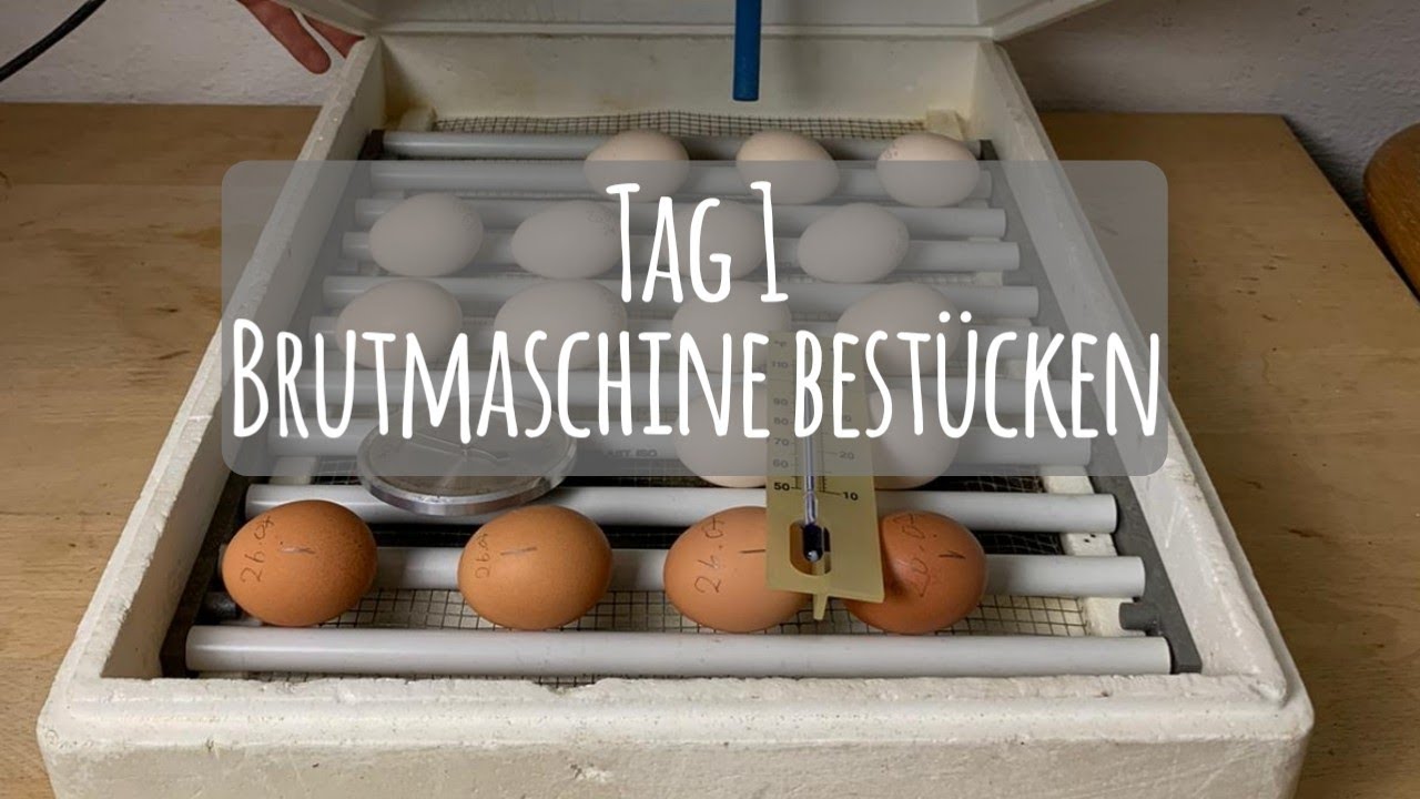 Projekt Hühnerhaltung: Tag 1 - Brutmaschine bestücken 🥚🐣🐥|| Die GartenFarm