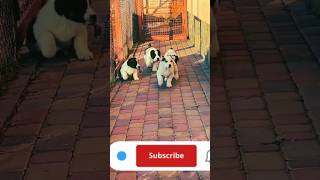 Puppy sounds German Shepherd barking sound#shortfeed #youtubeshorts #kuchuklar#shorts#animals #puppy