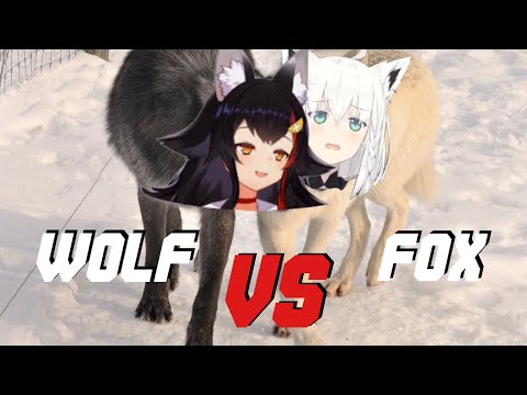 Rare footage of Mio actually trash talking Fubuki