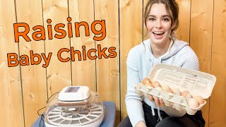 Raising Baby Chicks from Egg to Hen – The Complete Process