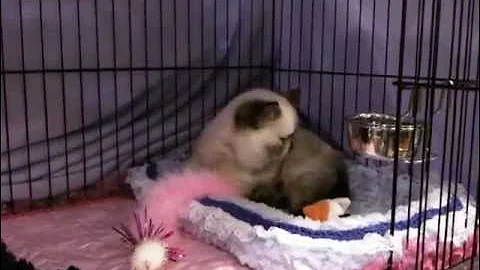 Video 4015441: cfa cat show, exotic female kitten, kitten first