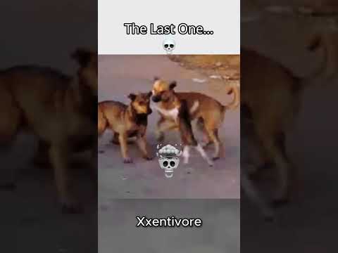 Fearless Cats That