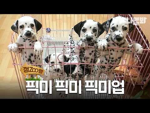 [정ZOO행] 언냐들 누가 젤 귀여워? | EP.48 #동물농장 #animalfarm