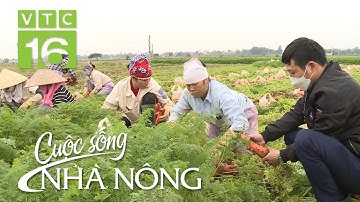 Cà rốt được mùa, nông dân Hải Dương phấn khởi thu lãi | VTC16