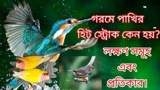 পাখির হিট স্ট্রোক কেন হয়? হিট স্ট্রোকের লক্ষণ,হিট স্ট্রোক এর প্রতিকার।
